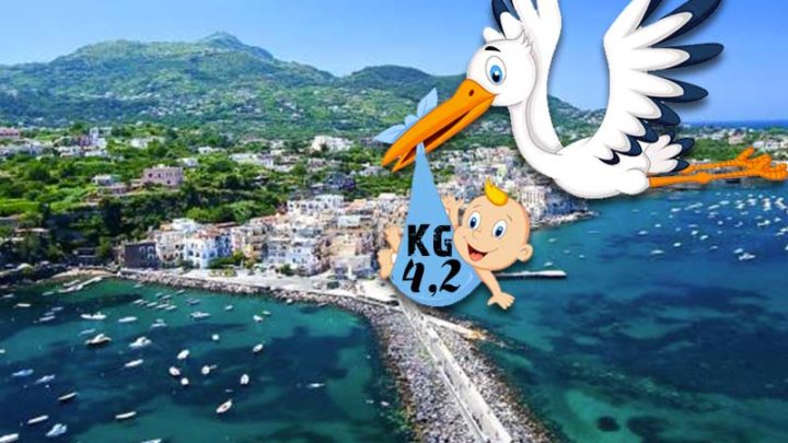 Le cicogne di Ischia “costrette agli straordinari”