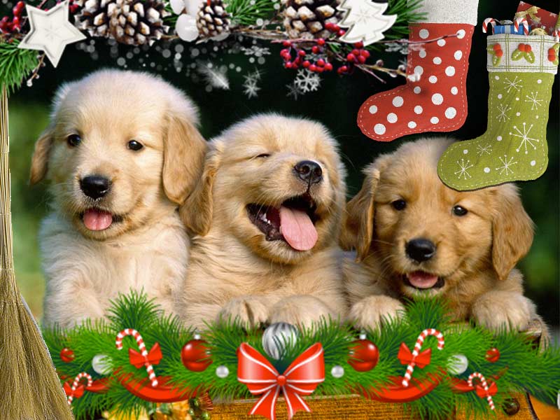 Nel sacco della Befana la prescrizione veterinaria elettronica