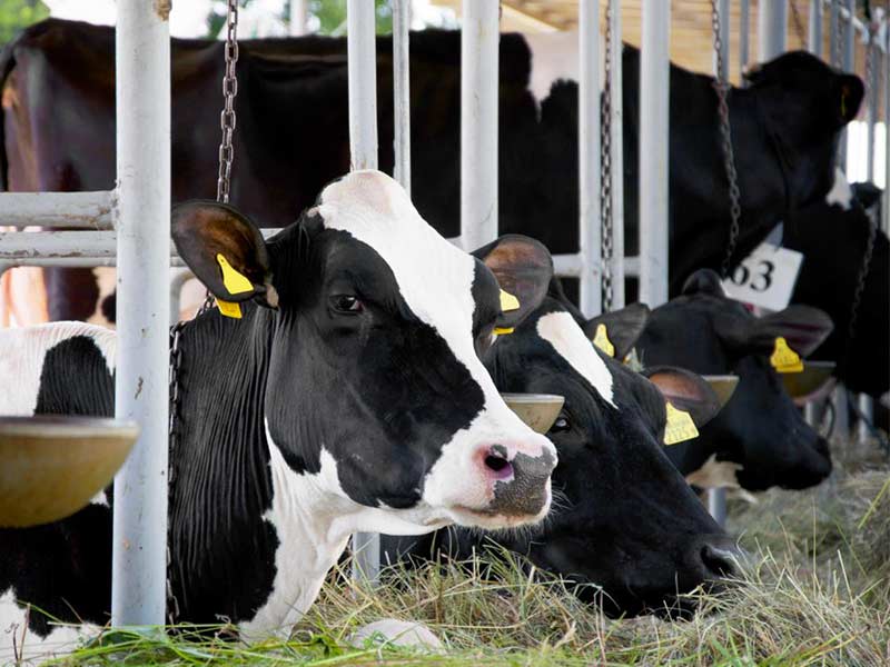 Benevento, sequestrate quindici tonnellate di mangime