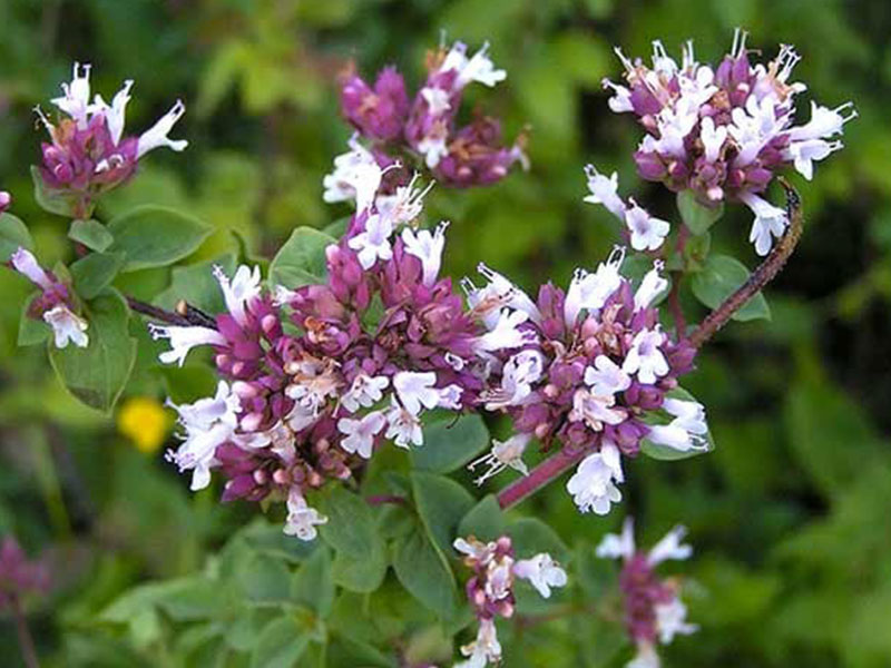 Origano, non solo profumo