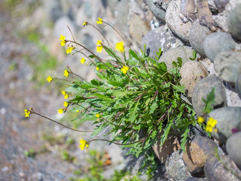 Rucola o ruchetta, questo è il problema