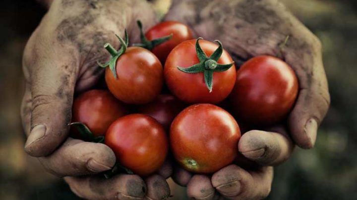 Agricoltura in Campania, nasce Ageac