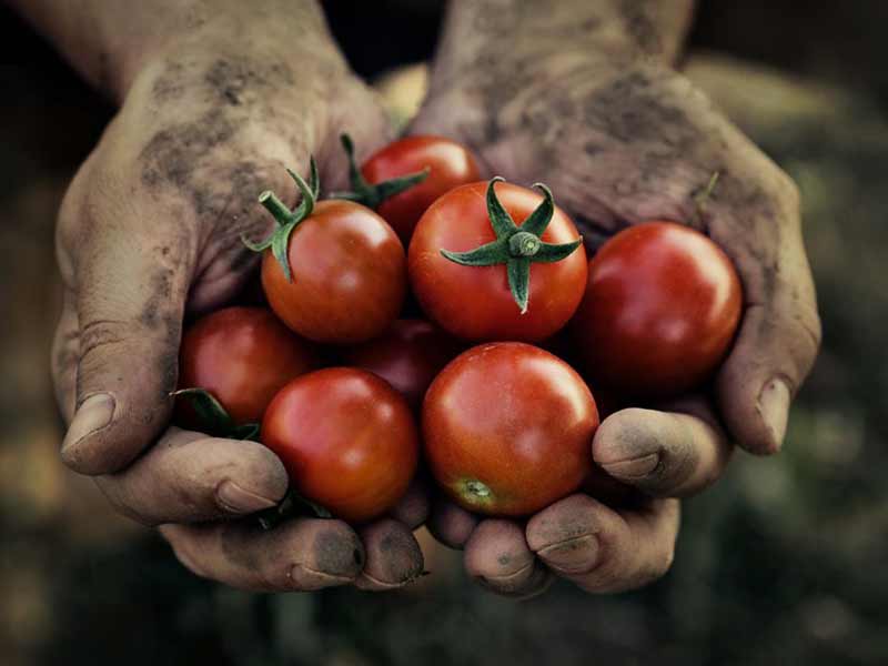 Agricoltura in Campania, nasce Ageac