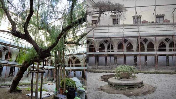 Il fu albero di falso pepe