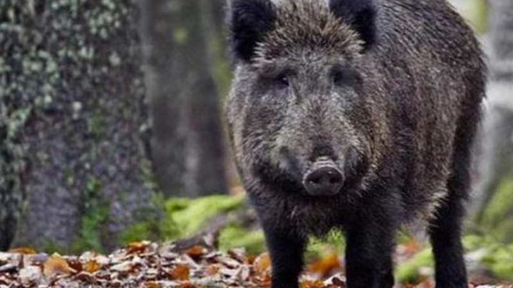 Peste suina africana, il Governo nomina il commissario