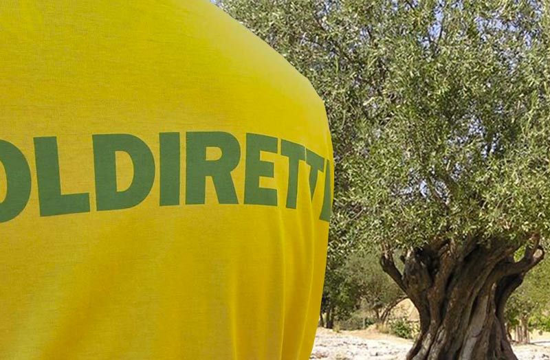Olio extravergine, lunedì la “premiazione del gusto”