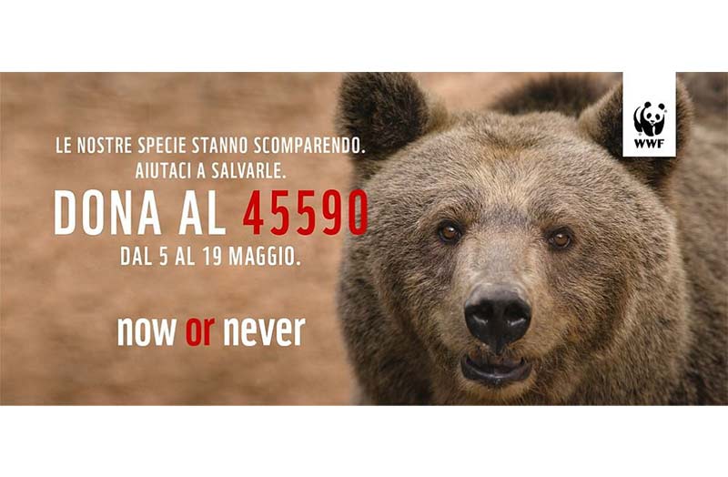 Salviamo l’orso