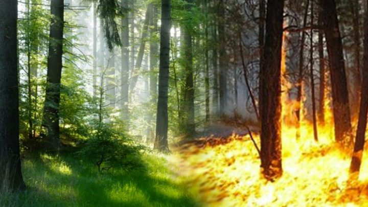 Forestazione, occupazione e discriminazione