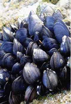 Napoli, epatite A: titolari di pescherie in piazza contestano il divieto di consumare frutti di mare