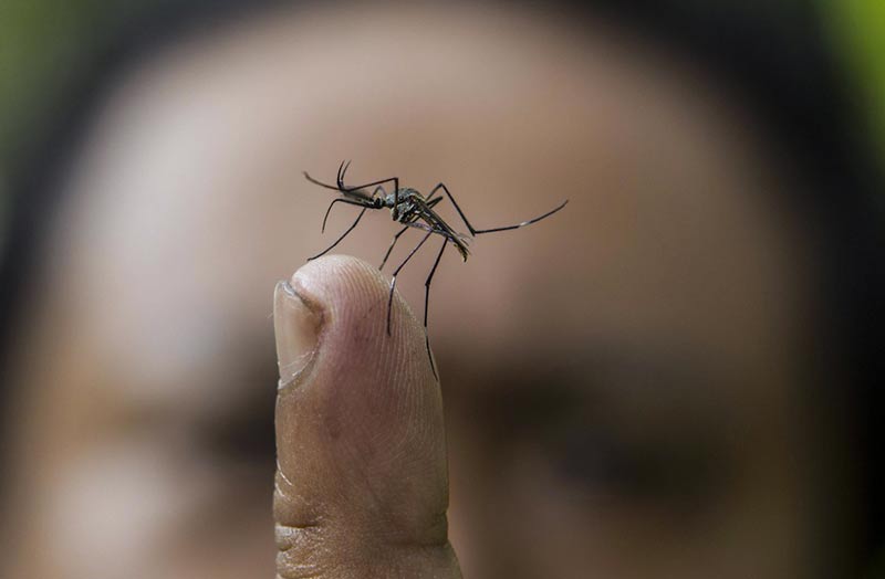 “World Mosquito Day”