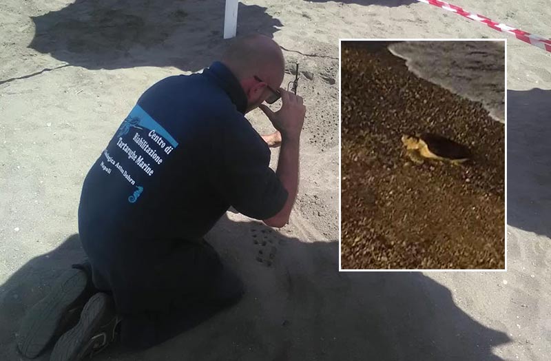 Stanno tornando le tartarughe