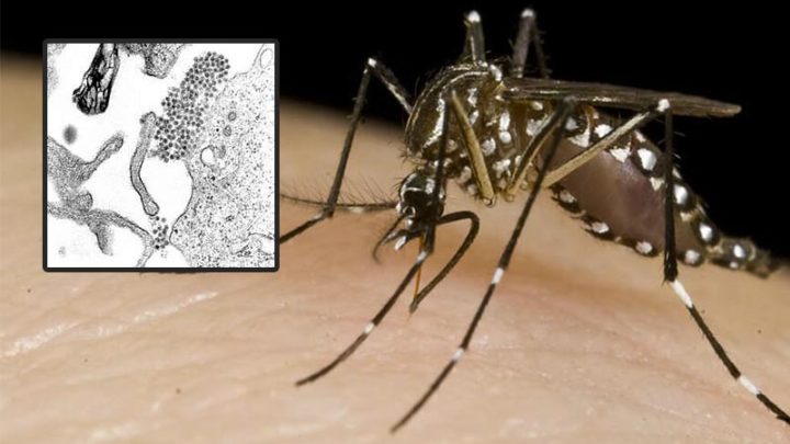 Febbre Dengue, accertato caso a Torino