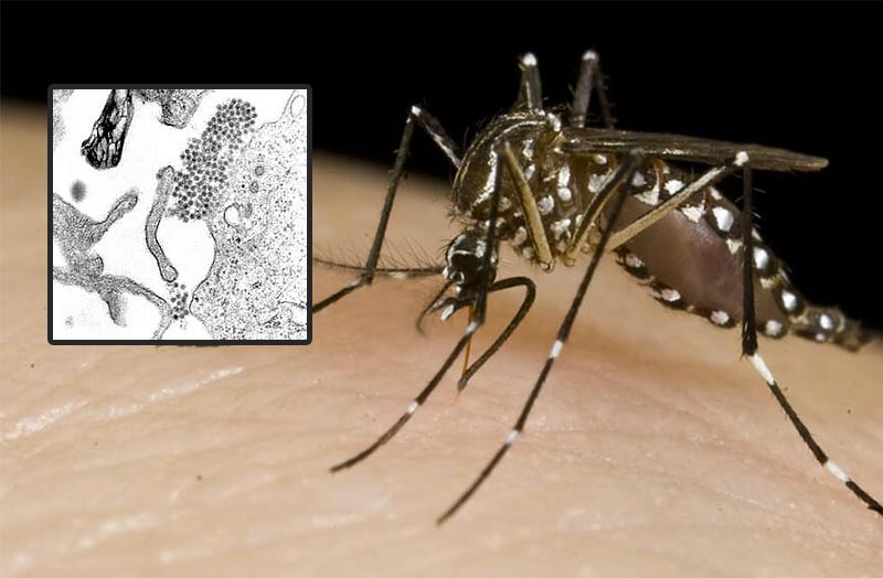 SIMIT, Dengue: in caso di sintomi sospetti importante fare test per evitare focolai