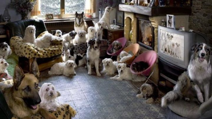 Con la nuova legge animali più protetti
