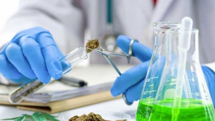 Lo studio: l’uso di cannabis riduce  le capacità cognitive