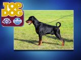 È Campano il Dobermann vincitore del Trofeo Top Dog Enci Farmina
