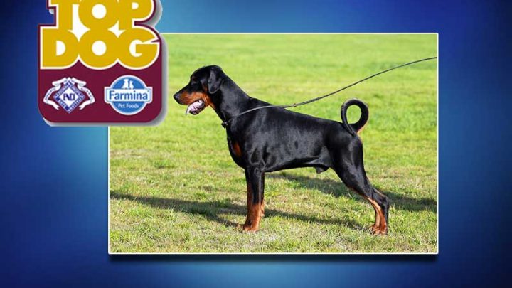 È Campano il Dobermann vincitore del Trofeo Top Dog Enci Farmina
