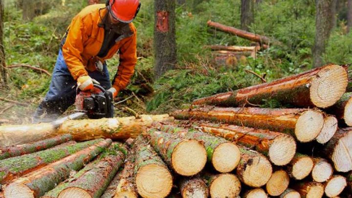 Deroghe tagli boschivi? Gravi danni all’ambiente