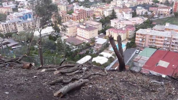 Il WWF denuncia taglio di alberi in periodo di nidificazione
