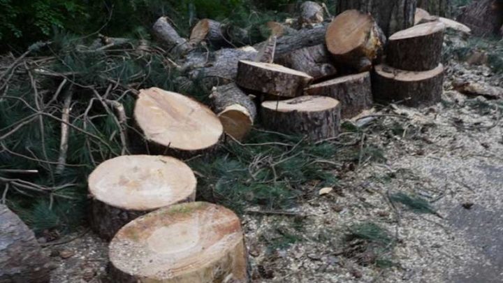 Disboscamento selvaggio, ci rimette il pino nero del Faito