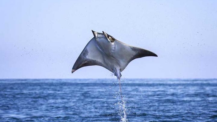 Diavolo di Mare, avvistamenti spettacolari a Punta Campanella