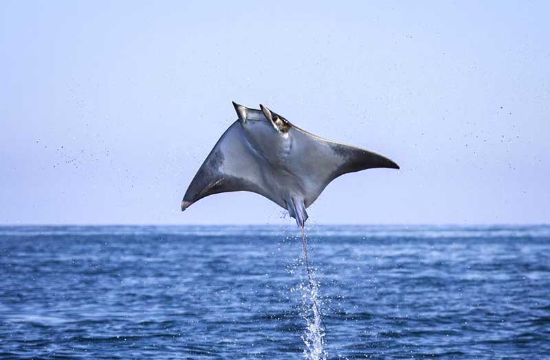Diavolo di Mare, avvistamenti spettacolari a Punta Campanella
