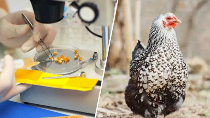 Servizi veterinari, controlli nel settore dell’alimentazione animale 2019