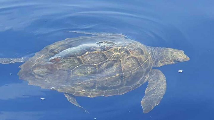 Tartarughe e delfini nel mare di Punta Campanella