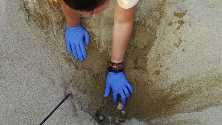 Tartaruga depone uova su una spiaggia di Palinuro