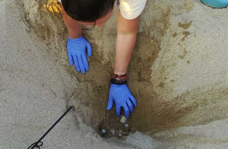 Tartaruga depone uova su una spiaggia di Palinuro