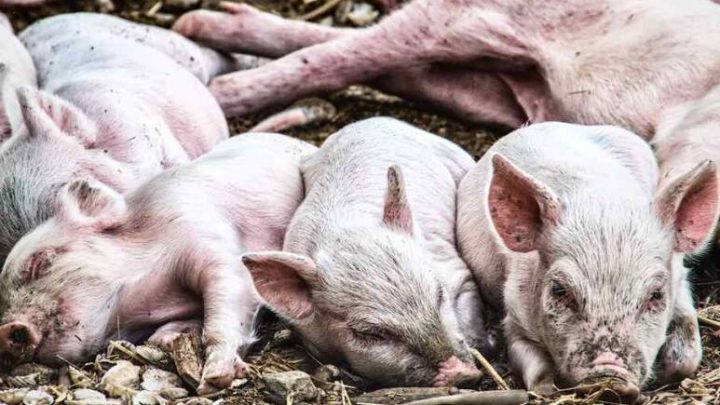 Asl Salerno, siglato protocollo per contrastare la peste suina