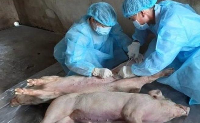 Coldiretti: evitiamo che la peste suina coinvolga altre regioni