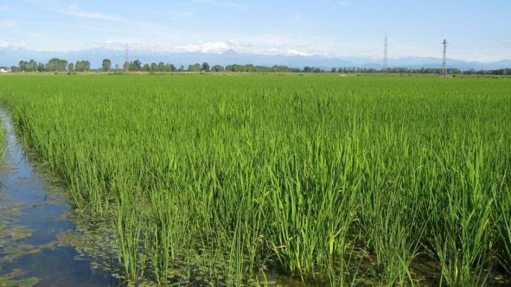 Con la pandemia gli italiani hanno rinunciato alla pasta e preferito il riso