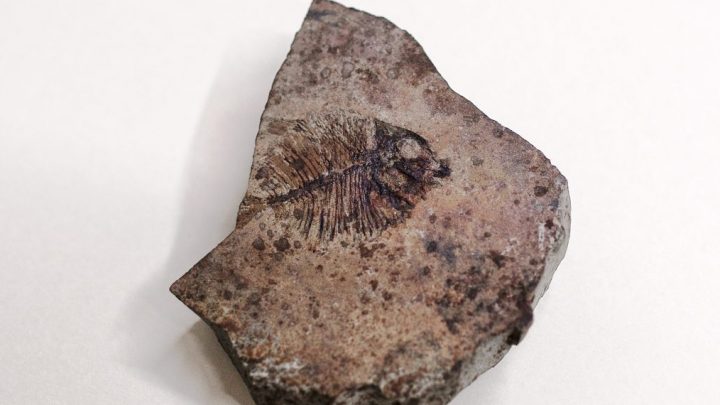 Dal Belgio a Vico Equense: pesce fossile torna a casa in occasione del “Premio Capo d’Orlando”