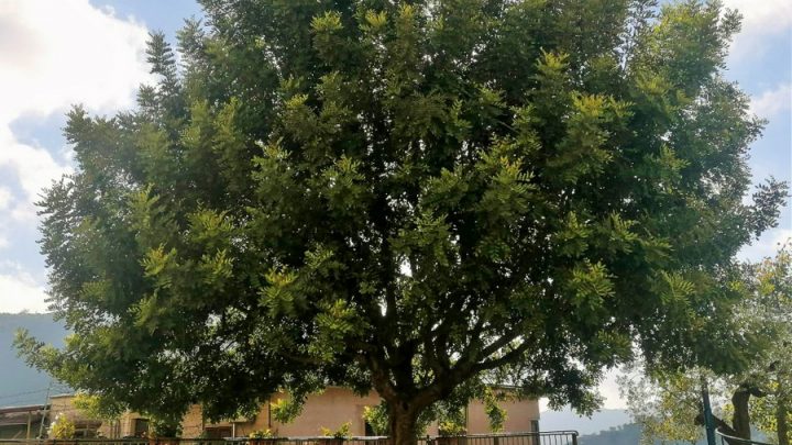 Nessuno tocchi il carrubo di Arola