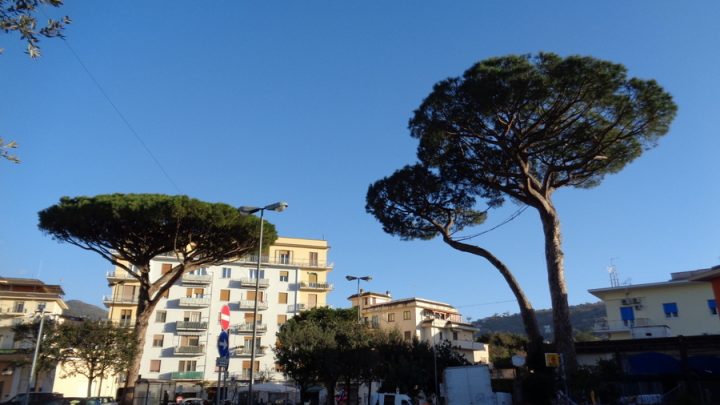 Abbattuto il pino di Piazza Mercato a Sant’Agnello