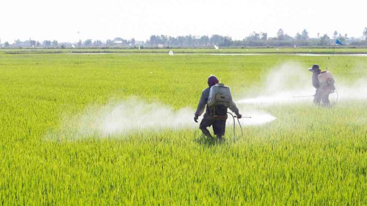 Foramsulfuron, il Ministero rinnova l’approvazione
