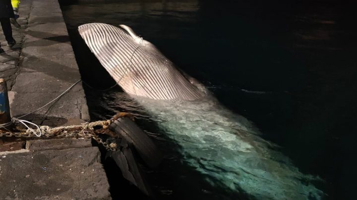 Riaffiora il cetaceo morto nel porto di Sorrento