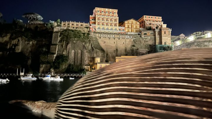 Balena a Sorrento, svolta per lo smaltimento della carcassa
