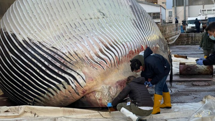 Continua l’odissea della balena spiaggiata a Sorrento