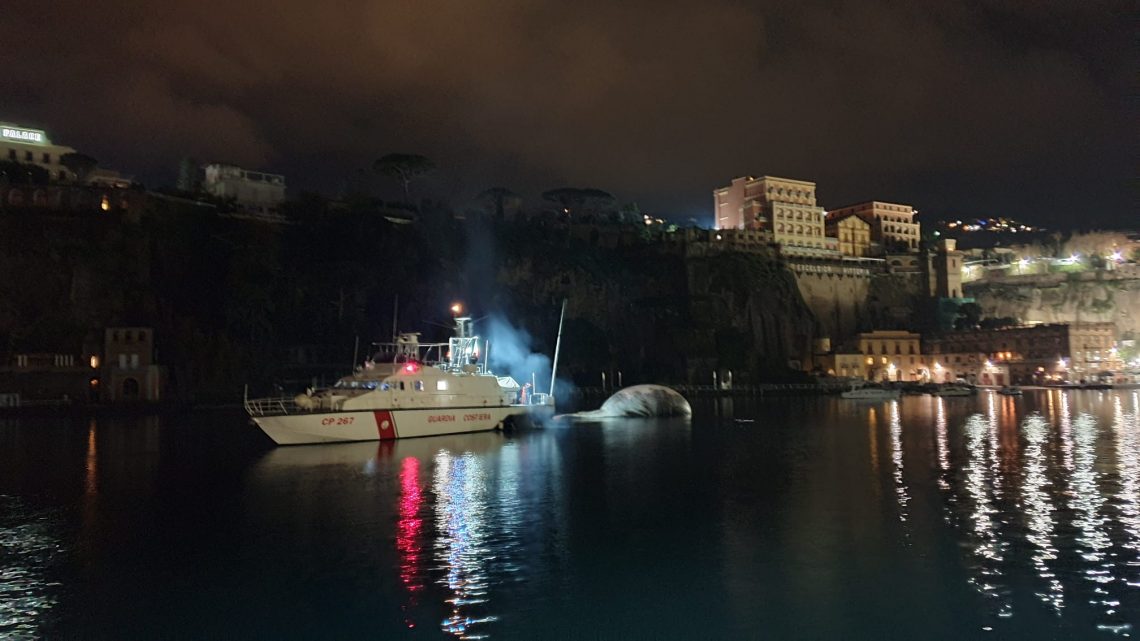 Sorrento, rimossa la carcassa della balena