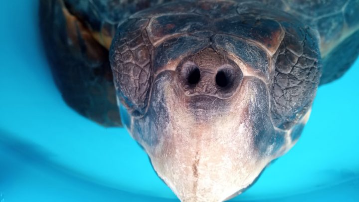 Punta Campanella, salvate due tartarughe Caretta Caretta