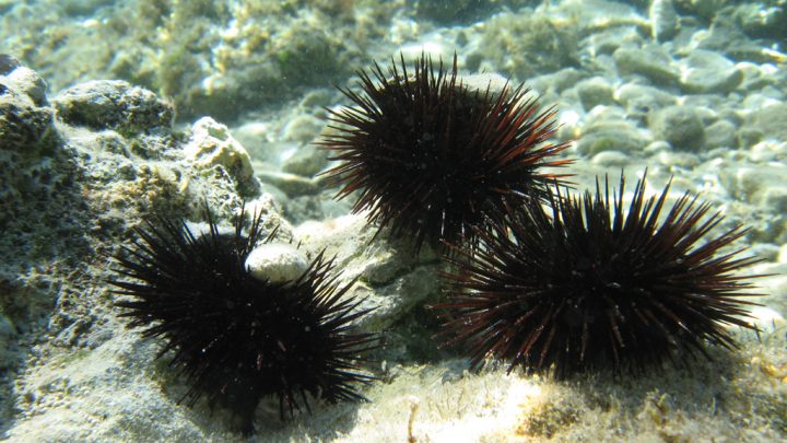 Ricci di mare, botta e risposta tra Legambiente e ricciai