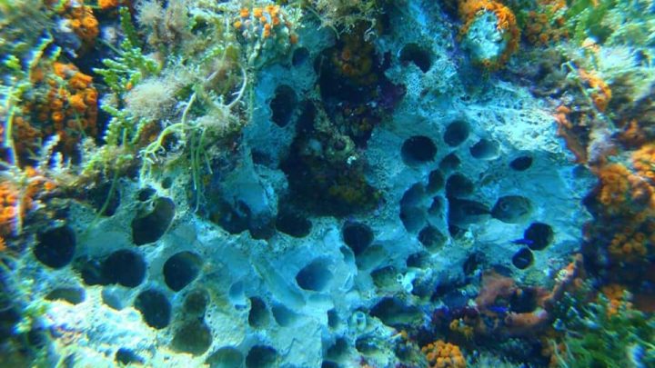 Picchiato brutalmente il luogotenente “antidatterai”