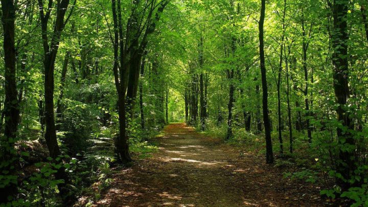 21 marzo, giornata mondiale dedicata alle foreste