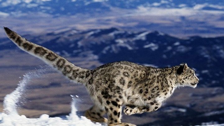 Leopardo delle nevi, Wwf: in Mongolia si contano circa 953 esemplari