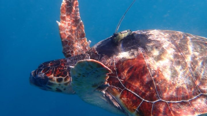 Da Punta Campanella alla Sicilia, il viaggio della tartaruga Eleonora