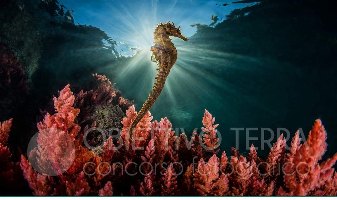Punta Campanella vince il concorso fotografico nazionale “Obiettivo Mare”