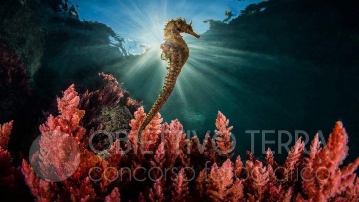 Punta Campanella vince il concorso fotografico nazionale “Obiettivo Mare”
