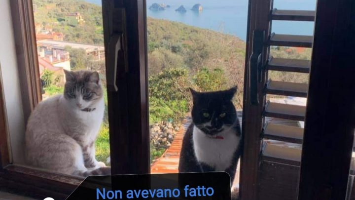 Massa Lubrense, fra la gente comune si nascondono avvelenatori seriali di gatti
